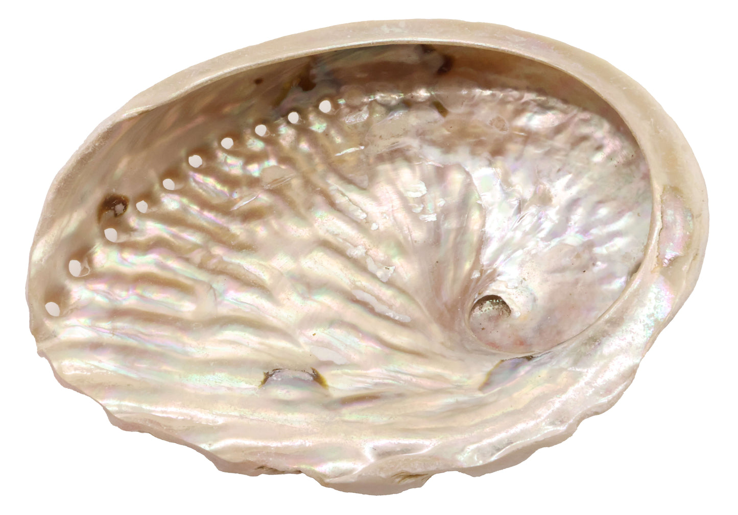 Coquille d'Ormeau Naturelle 10-12cm